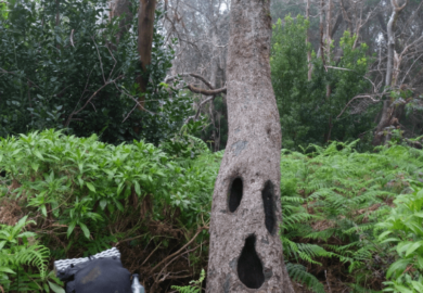 Waymark Gear Co Evlv Ultra 35 l sitting on tree next to tree with a face in the woods