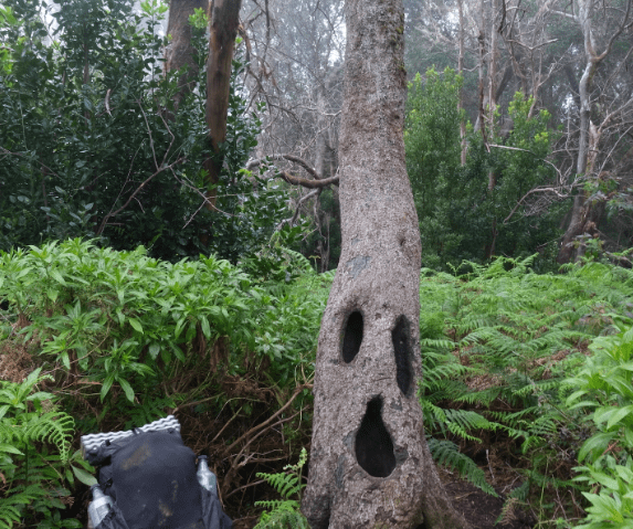 Waymark Gear Co Evlv Ultra 35 l sitting on tree next to tree with a face in the woods