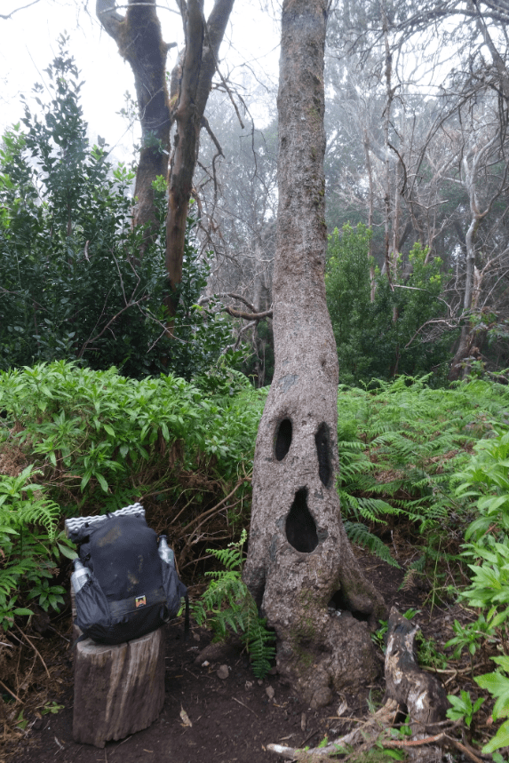 Waymark Gear Co Evlv Ultra 35 l sitting on tree next to tree with a face in the woods