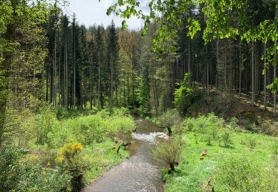 bach auf dem eifelsteig im wald beim wandern in nrw