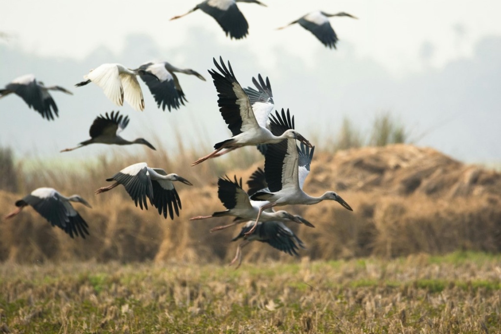 Storchen die fliegen die man beim Wandern in NRW auf der Storchenroute sehen kann