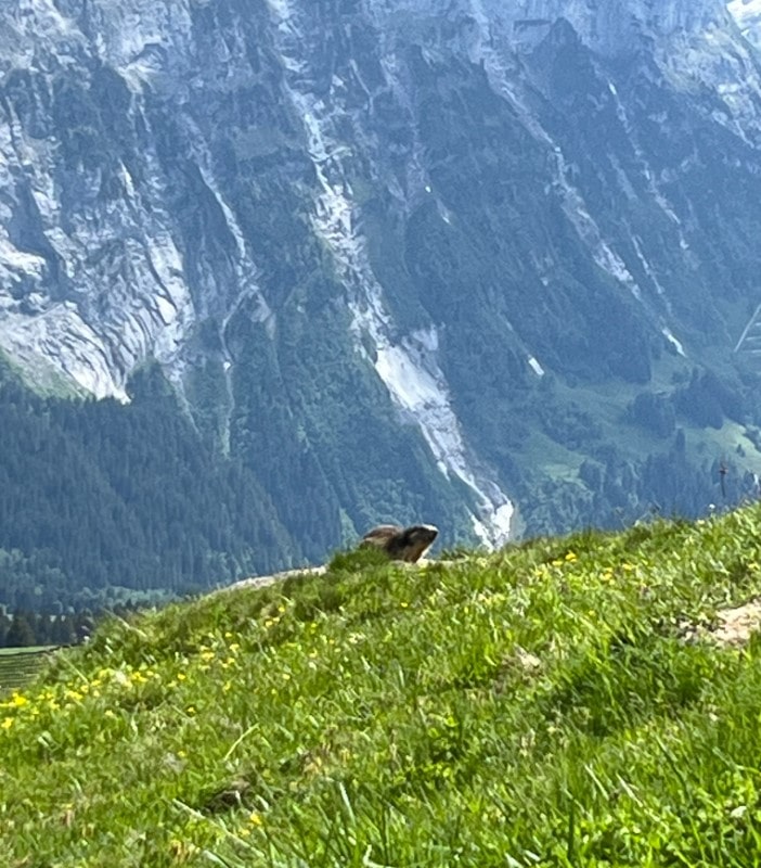Murmeltier auf dem Bärentrek