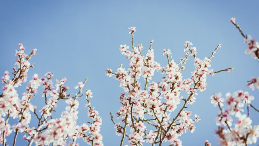 Mandelblüte auf dem GR221 zur besten Reisezeit