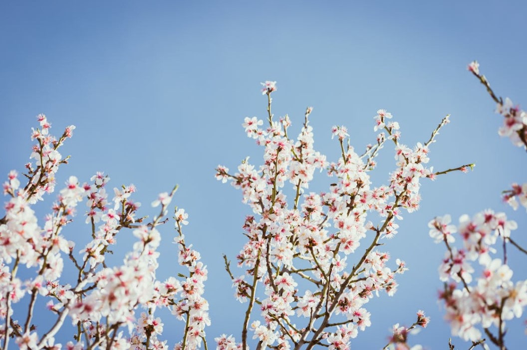 Mandelblüte auf dem GR221 zur besten Reisezeit