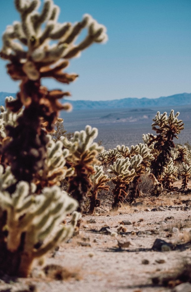 Cactus Pacific Crest Trail Start